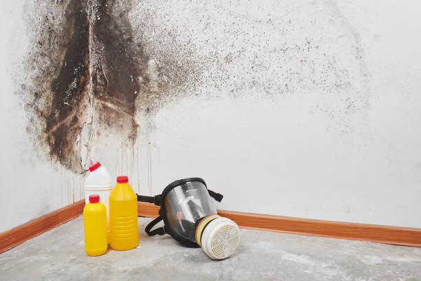 Attic Mold Removal in Crest View Heights, NY