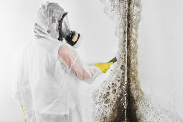 Mold Removal and Inspection in Crest View Heights, NY