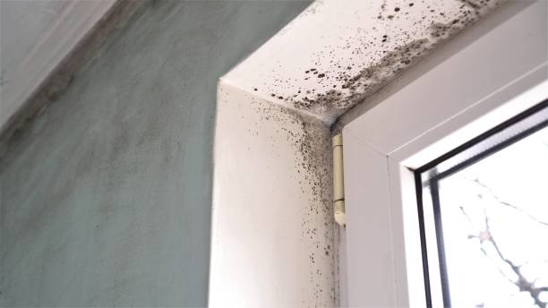 Best Attic Mold Removal  in Crest View Heights, NY