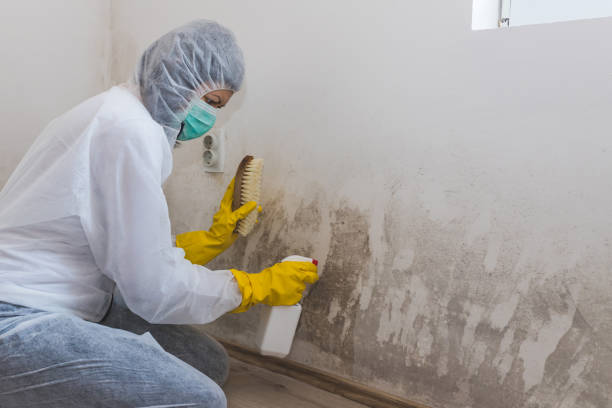 Best Mold Removal Near Me  in Crest View Heights, NY