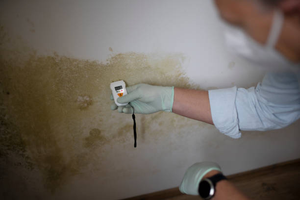 Best Local Mold Removal Service  in Crest View Heights, NY