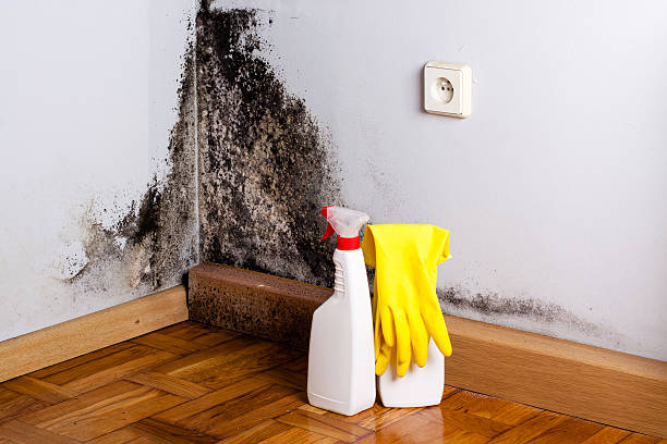 Best Mold Removal Near Me  in Crest View Heights, NY