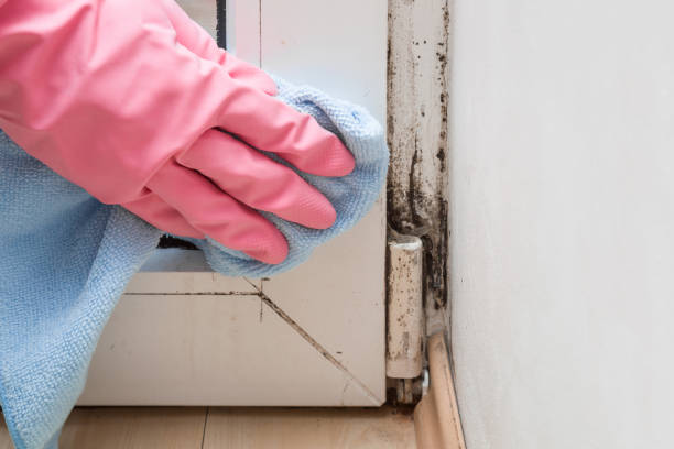 Best Best Mold Removal Companies  in Crest View Heights, NY